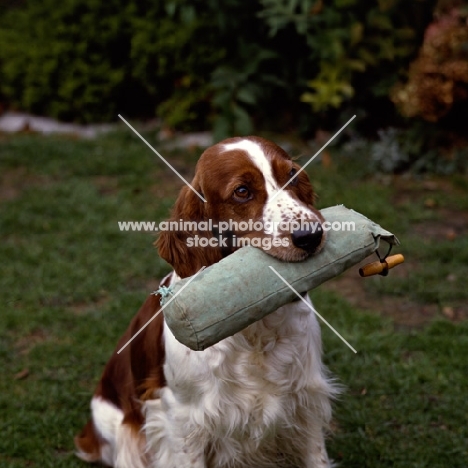 welsh springer spaniel from dalati kennels carrying dummy