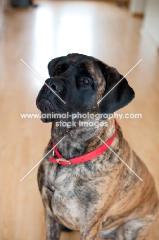 Portrait of brindle Mastiff.