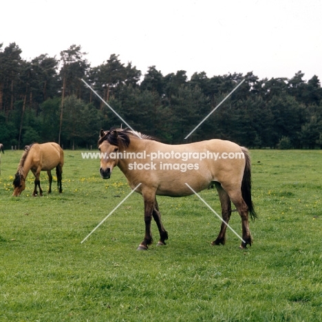 Dulmen mare in forest clearing 