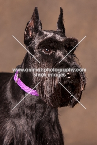 black standard Schnauzer portrait