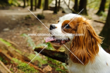 Headshot of Cavalier with forest in the background.