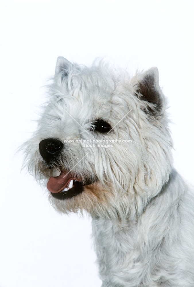 west highland white terrier, head study on white background