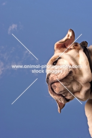 Bulldog portrait against blue sky