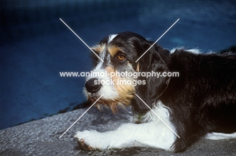 berner niederlaufhund wirehaired portrait