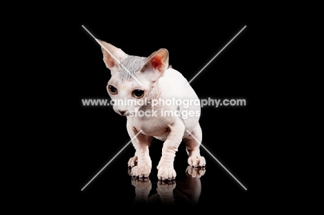 hairless Bambino cat on black background, looking down