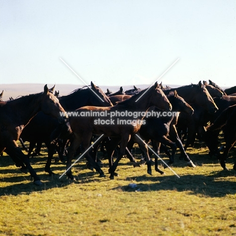 Kabardine fillies in Caucasus mountains