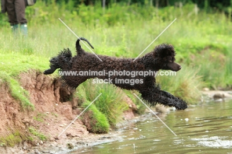 Irish Water Spaniel diving into water