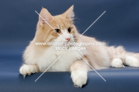 Cream Mackerel Tabby & White Norwegian Forest cat