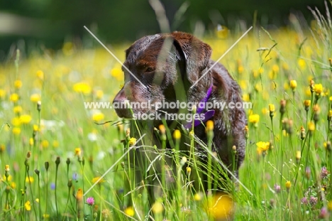 chocolate labrador retriever standing in a filled full of flowers