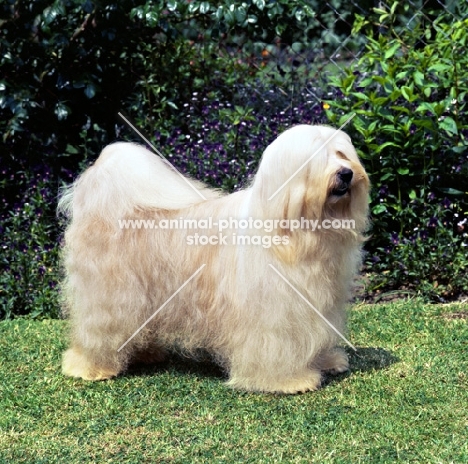 champion tibetan terrier standing