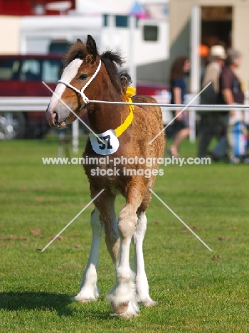 very young Shire horse at show