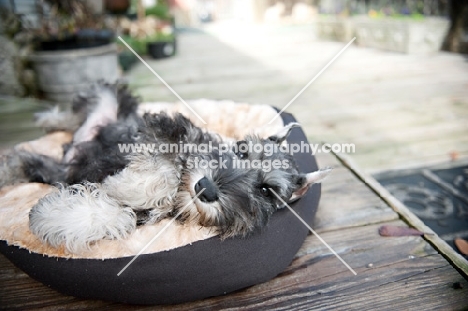 miniature schnauzer puppy in bed