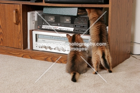 two curious somali kittens checking out a stereo