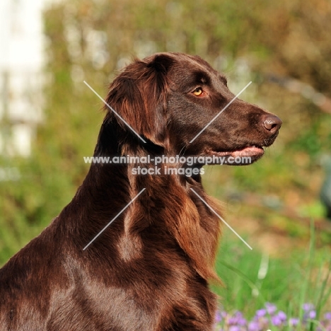 Flat Coated Retriever profile