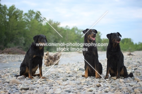 Three Beauceron posing on a river shore, sitting