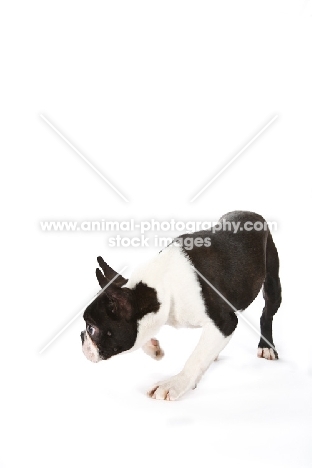 young Boston Terrier on white background