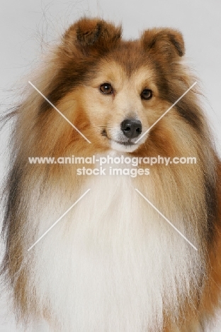 champion Shetland Sheepdog