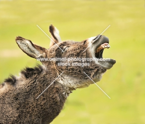 braying donkey