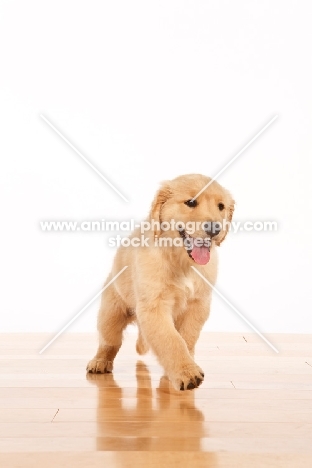 cute Golden Retriever puppy on white background, walking on wooden floor