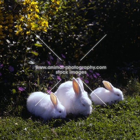 three fluffy white rabbits together