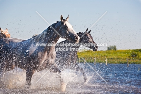 quarter horses running through water
