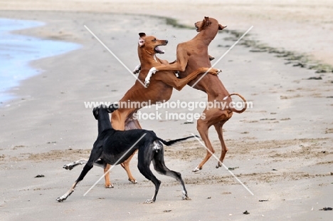 three Azawakh dogs playing