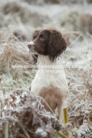 English Springer Spaniel in frosty scene