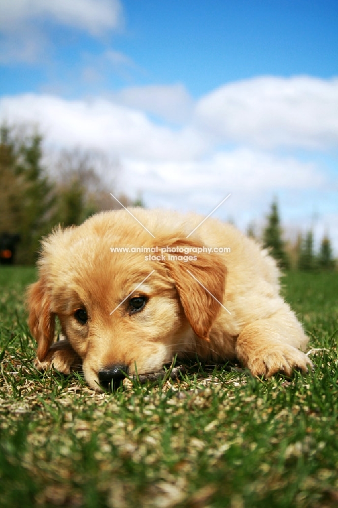 Golden Retriever puppy laying in grass at park.