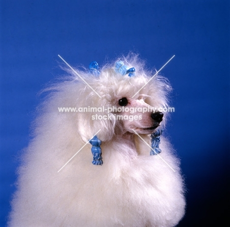 miniature poodle, snow,  with hair in wraps. See AP-1WR5BF for combed out portrait of snow.