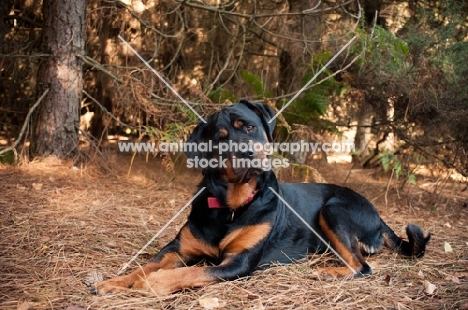 Rottweiler lying in a forest with cute head tilt