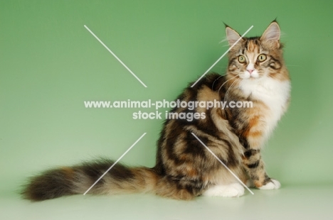 main coon cat on green background, tortie tabby and white colour
