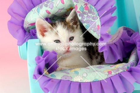 shorthaired kitten in a buggy