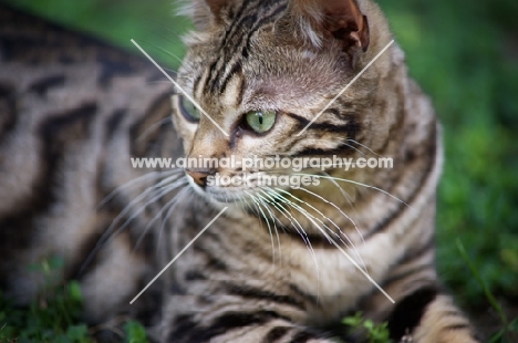 black rosetted bengal cat resting in the grass