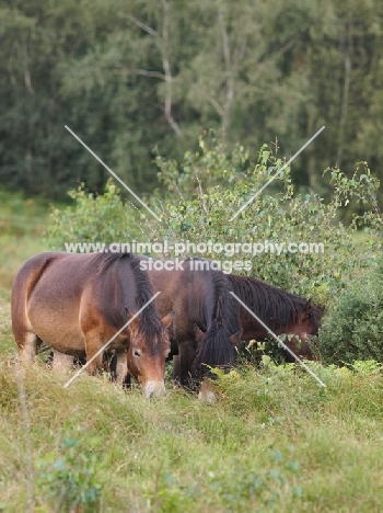 wild Exmoor ponies grazing together