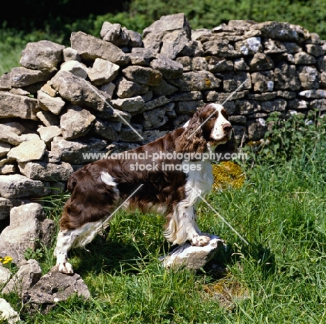 sh ch feorlig van der valk,  english springer spaniel standing by a stone wall