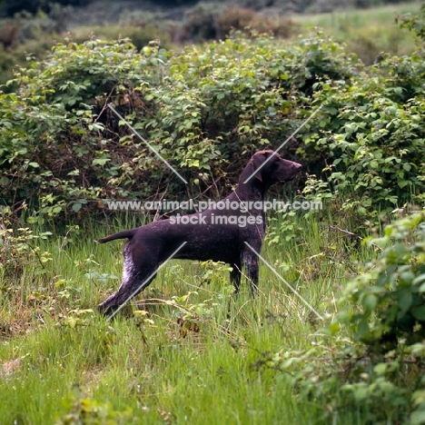   german shorthaired pointer, sh ch hillanhi laith (abbe), ready for action