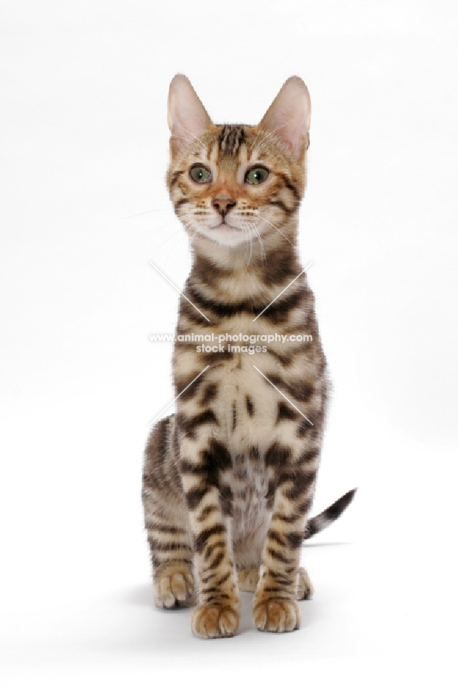 young Bengal cat, sitting