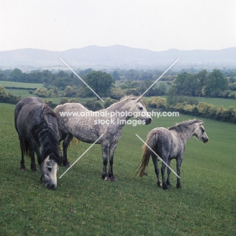 welsh ponies (section b) from pendock stud by malvern hills