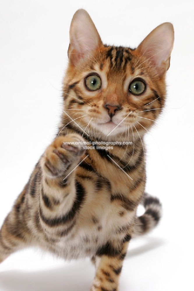 Brown Spotted Tabby Bengal on white background, one leg up