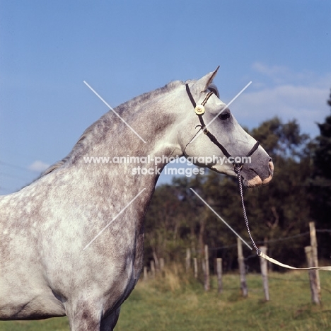 Arab stallion head and shoulders  