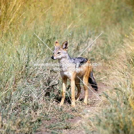 Black backed Jackal in serengeti np, Africa