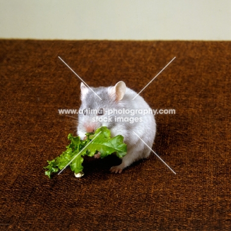 blue hamster eating lettuce