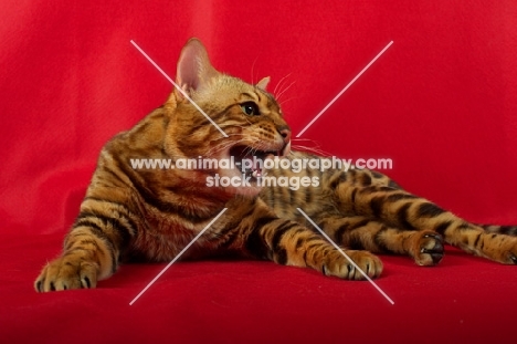 Bengal male cat meowing, red background