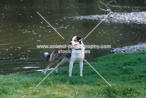 Welsh Sheepdog near water