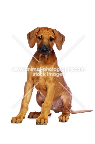 Rhodesian Ridgeback puppy sitting on white background