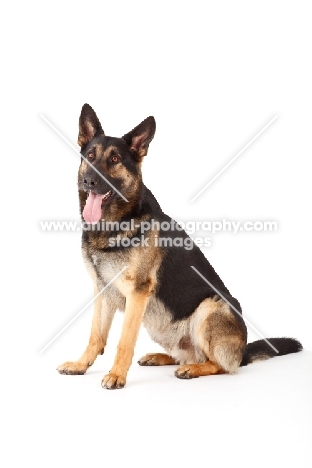 German Shepherd Dog