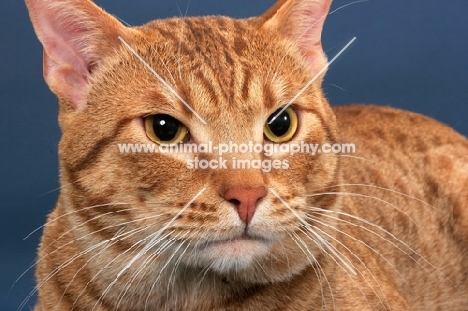 Ocicat portrait, cinnamon spotted tabby colour