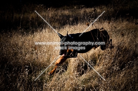 Doberman running through field