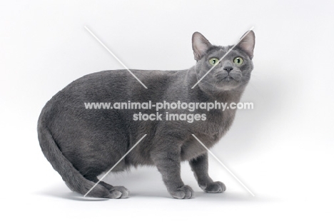 blue Korat cat standing on white background, looking up