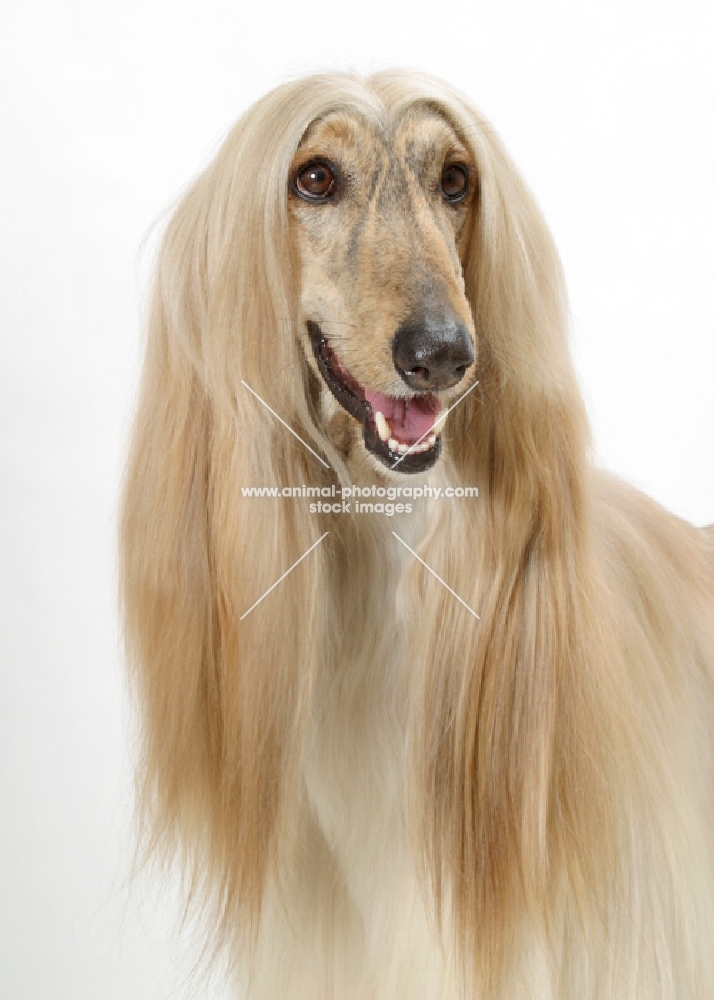 Australian Champion Afghan Hound, oyster brindle colour